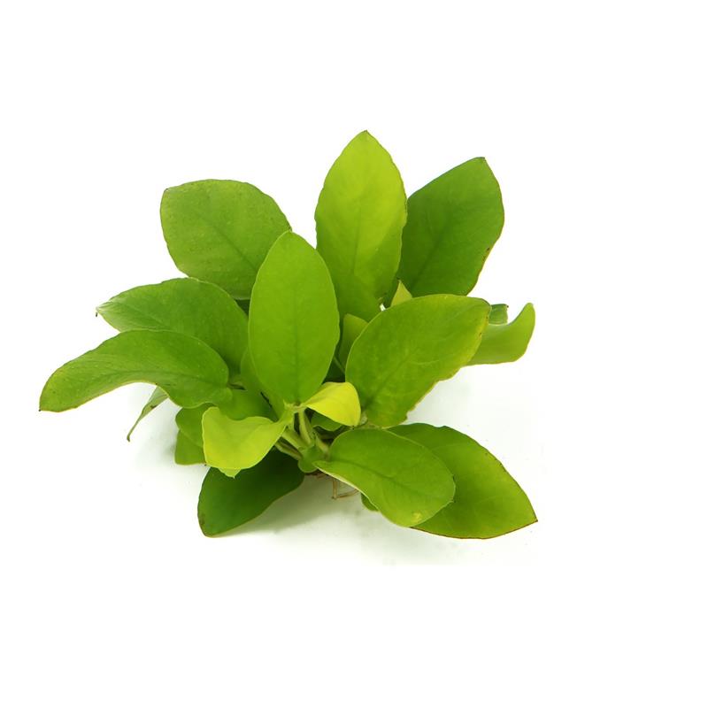 Dennerle Anubias nana Gold - imagine 5